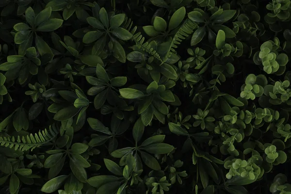 Yeşil Yaprak Yaprakları Yeşillik Tam Çerçeve — Stok fotoğraf
