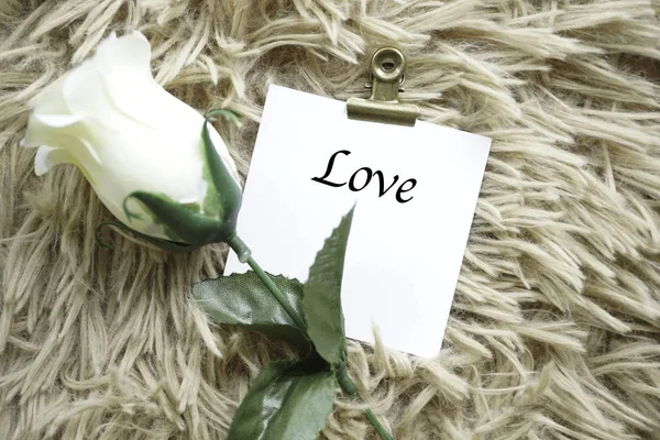 Белый Пушистый Ковер Один Цветок Бумага Текстом Любовь — стоковое фото