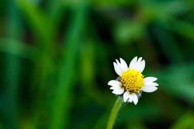 Yeşil arka planda beyaz çiçekler