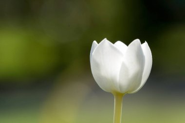 Bahçedeki yeşil çiçek