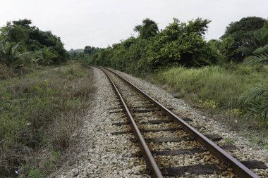 yeşil yaz ağaçları ile ormanda demiryolu 