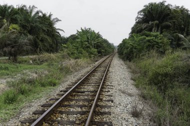 yeşil yaz ağaçları ile ormanda demiryolu 