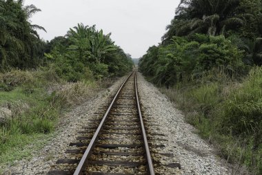 yeşil yaz ağaçları ile ormanda demiryolu 