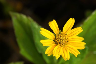 Sarı çiçekleri ve yeşil yaprakları yakın plan, güzel doğal arka plan..