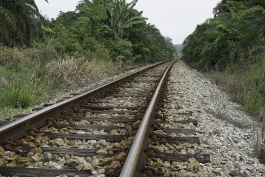 yeşil yaz ağaçları ile ormanda demiryolu 