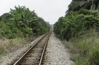 yeşil yaz ağaçları ile ormanda demiryolu 