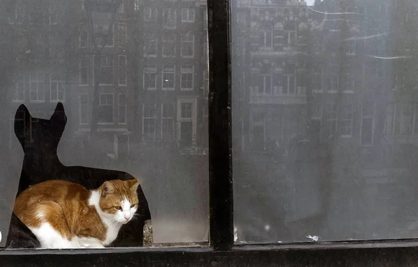 Kočka Rámu Památkovou Stavbou Pozadí — Stock fotografie