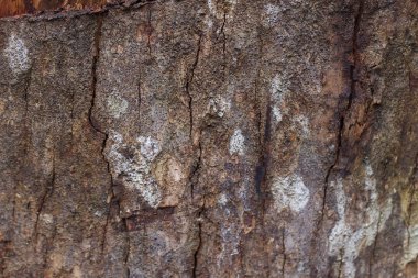 Ağaç kabuğunun ahşap dokusu ya da deseni ve bir ağaç düğümü.