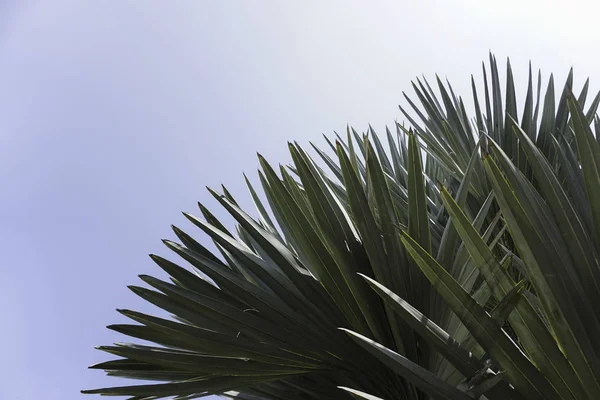 Hojas Abstractas Palmera Tropical Contra Cielo Azul —  Fotos de Stock