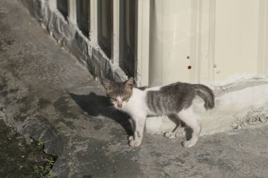 Evsiz hayvan, sıska kedi.