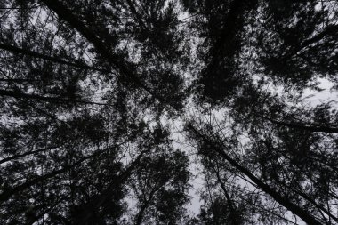 ormanda kış ağacı