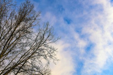 Mavi gökyüzünde beyaz bulutlu ağaç dalları.