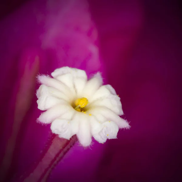 Pink Flowers Black Background — Stock Photo, Image