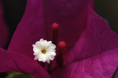 Bougainvillea pembe çiçekli makro shot..