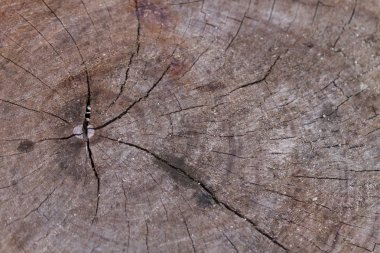 tam kare görüntü, ahşap yüzey dokusu