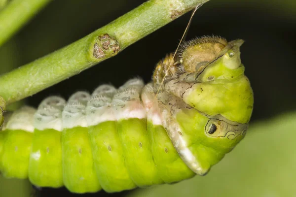 Nahaufnahme Einer Grünen Raupe Auf Grünem Pflanzenstamm — Stockfoto