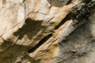 tam kare görüntü, ağaç dokusu 