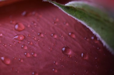 su damlaları ile taze kırmızı gül çiçeği 