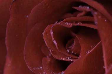 su damlaları ile taze kırmızı gül yaprakları, tam kare