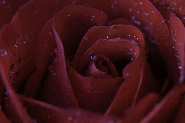 Fresh red rose petals with water drops, full frame