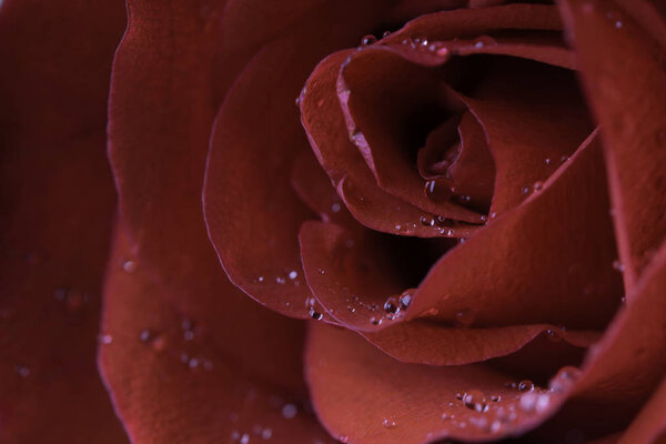Fresh red rose flower with water drops
