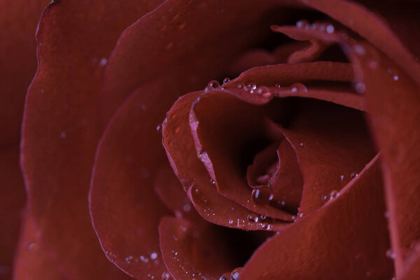 Fresh red rose petals with water drops, full frame
