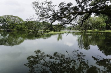 gölet, göl suyu ile parkta güzel yeşil ağaçlar 