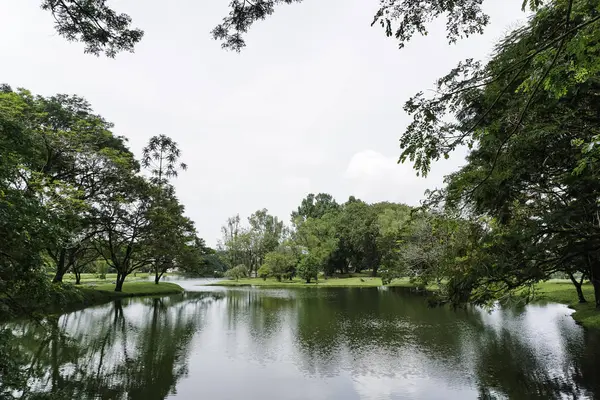 Beaux Arbres Verts Dans Parc Avec Étang Eau Lac — Photo