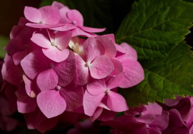 Güzel çiçekler (Hydrangea macrophylla) veya Hortensia çiçek çiçeklenme olduğunu. yakın çekim, bulanık arka plan