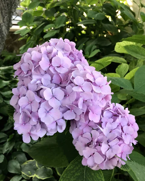 Güzel çiçekler (Hydrangea macrophylla) veya Hortensia çiçek çiçeklenme olduğunu. yakın çekim, bulanık arka plan