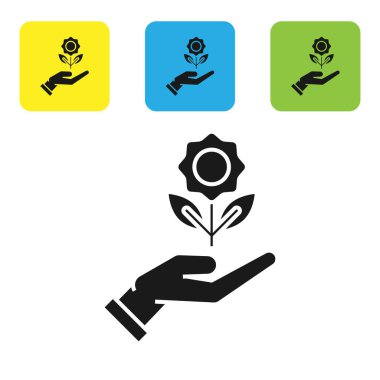 Beyaz arka planda izole siyah el tutan çiçek simgesi. Tohum ve fide. Fidan dikmek. Ekoloji konsepti. Set simgeleri renkli kare düğmeler. Vektör Illustration