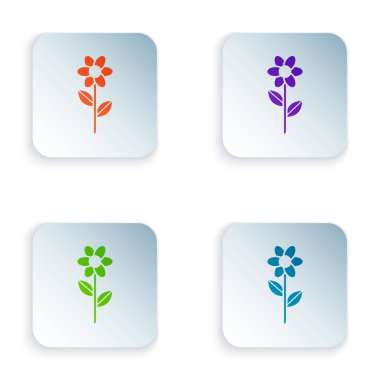 Beyaz arka planda izole renk çiçek simgesi. Renkli kare düğmeleri simgeleri ayarlayın. Vektör Illustration