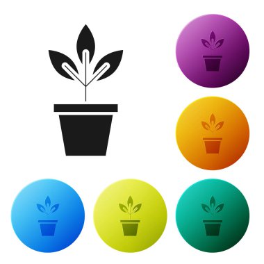 Siyah çiçekler pot simgesi beyaz arka planda izole. Bitki bir tencerede büyüyor. Potted bitki işareti. Simgeler renkli daire düğmelerini ayarlayın. Vektör Illustration