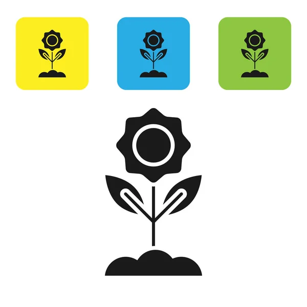 Ícone de flor preta isolado no fundo branco. Definir ícones coloridos botões quadrados. Ilustração vetorial — Vetor de Stock