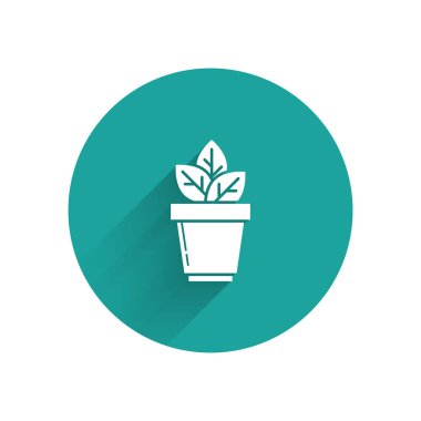 Beyaz çiçekler pot simgesi uzun gölge ile izole. Bitki bir tencerede büyüyor. Potted bitki işareti. Yeşil daire düğmesi. Vektör Illustration