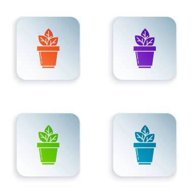 Beyaz arka planda izole pot simgesinde renk çiçekler. Bitki bir tencerede büyüyor. Potted bitki işareti. Renkli kare düğmeleri simgeleri ayarlayın. Vektör Illustration