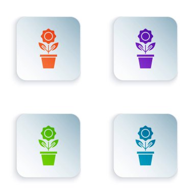 Beyaz arka planda izole pot simgesinde renk çiçek. Bitki bir tencerede büyüyor. Potted bitki işareti. Renkli kare düğmeleri simgeleri ayarlayın. Vektör Illustration
