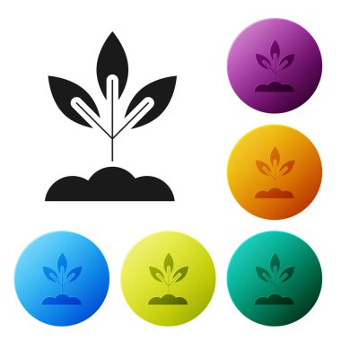 Siyah bitki simgesi beyaz arka planda izole. Tohum ve fide. Yaprak işareti. Yaprak doğası. Simgeler renkli daire düğmelerini ayarlayın. Vektör Illustration
