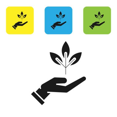 Beyaz arka planda izole çevresel koruma simgesi elinde siyah bitki. Tohum ve fide. Fidan dikmek. Ekoloji konsepti. Set simgeleri renkli kare düğmeler. Vektör Illustration