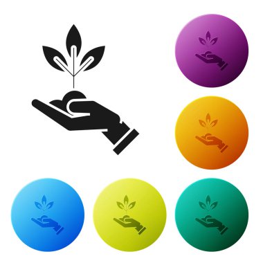 Beyaz arka planda izole çevresel koruma simgesi elinde siyah bitki. Tohum ve fide. Fidan dikmek. Ekoloji konsepti. Simgeler renkli daire düğmelerini ayarlayın. Vektör Illustration