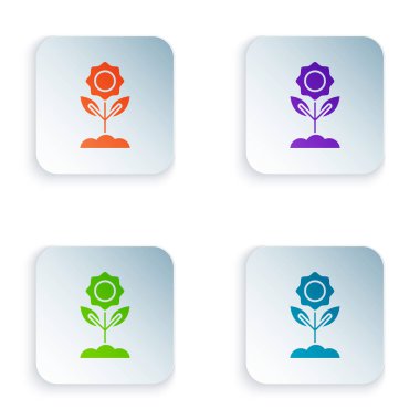 Beyaz arka planda izole renk çiçek simgesi. Renkli kare düğmeleri simgeleri ayarlayın. Vektör Illustration