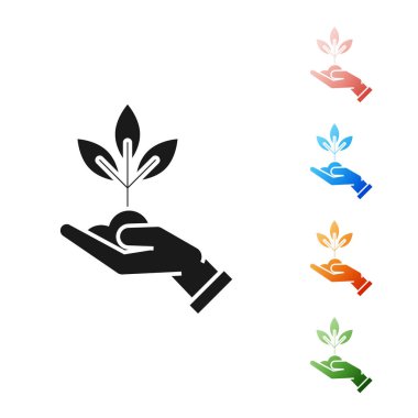 Siyah Bitki beyaz arka plan üzerinde izole çevre koruma simgesi elinde. Tohum ve fide. Fidan dikimi. Ekoloji kavramı. Simgeleri renkli ayarlayın. Vektör İllüstrasyonu