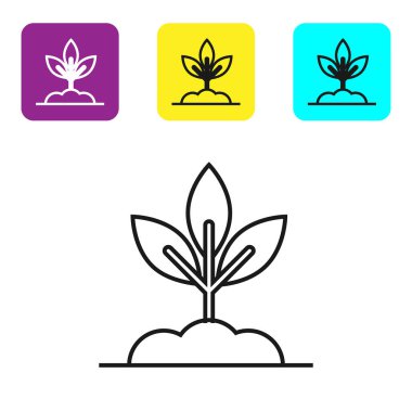 Siyah çizgi Bitki simgesi beyaz arka plan üzerinde izole. Tohum ve fide. Yaprak işareti. Yaprak doğası. Simgeleri renkli kare düğmeleri ayarlayın. Vektör İllüstrasyonu