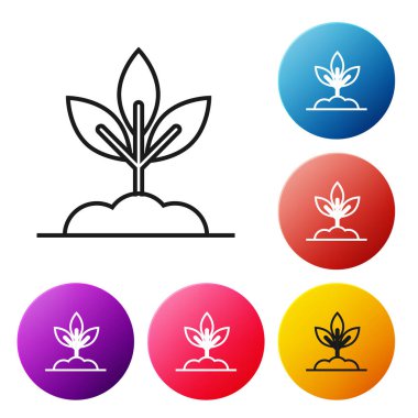 Siyah çizgi Bitki simgesi beyaz arka plan üzerinde izole. Tohum ve fide. Yaprak işareti. Yaprak doğası. Simgeleri renkli daire düğmeleri ayarlayın. Vektör İllüstrasyonu