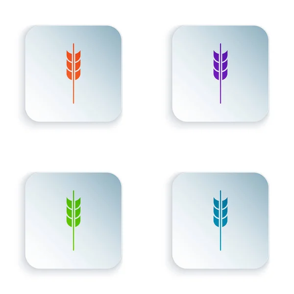 Color Cereales con arroz, trigo, maíz, avena, centeno, cebada icono aislado sobre fondo blanco. Orejas de pan de trigo símbolos. Establecer iconos en botones cuadrados de colores. Ilustración vectorial — Vector de stock