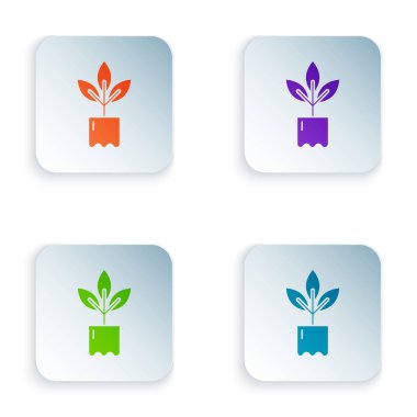 Beyaz arka plan üzerinde izole şişe simgesi Renk Bitki. Tohum ve fide. Yaprak işareti. Yaprak doğası. Simgeleri renkli kare düğmelere ayarlayın. Vektör İllüstrasyonu