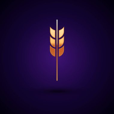 Altın Tahıllar pirinç, buğday, mısır, yulaf, çavdar, arpa simgesi koyu mavi arka plan izole ile ayarlayın. Buğday ekmeği sembolleri kulakları. Vektör İllüstrasyonu