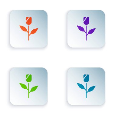 Renkli çiçek gül simgesi beyaz arkaplanda izole edildi. Kare düğmelere renkli simgeleri yerleştir. Vektör.