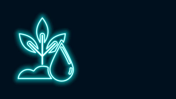 Leuchtende Neon-Linie Gießpflanzensymbol isoliert auf schwarzem Hintergrund. Samen und Sämlinge. Bewässerungssymbol. Blätternatur. 4K Video Motion Grafik Animation — Stockvideo