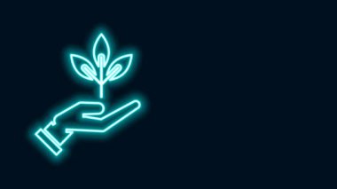 Parlayan neon hattı Siyah zemin üzerinde izole edilmiş çevre koruma ikonu elinde bitki. Tohum ve tohum. Fidan dikiyorum. Ekoloji konsepti. 4K Video hareketli grafik canlandırması